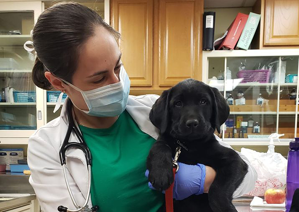 Dog Veterinary Care, Levittown